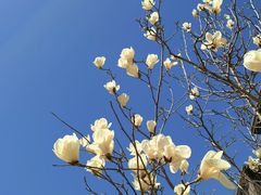 -海棠花溪(元大都城垣遗址公园)