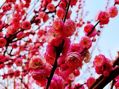 -香雪海