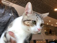 -飞行喵MR PILOT|猫舍·猫咖(静安大融城店)