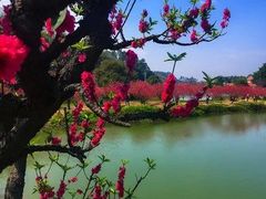 -南国桃园旅游度假区