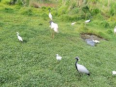 -普洱太阳河森林公园