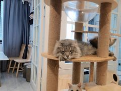-楼上猫咖(罗湖店)