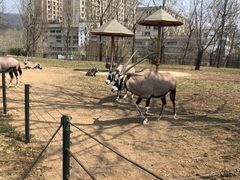 -大连森林动物园