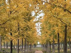 -汉长安城未央宫国家考古遗址公园