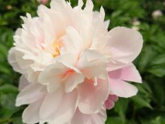 -比格比萨自助(万柳华联店)