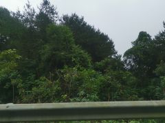 -铁山坪森林公园