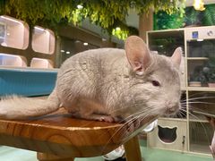 -藦茜花园宠物主题亲子互动体验馆(国顺东路店)