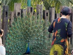 -西双版纳傣族园