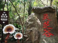 -呀诺达热带雨林