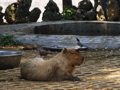 -合肥野生动物园