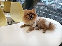 -怪兽屋·羊驼·猫咖·狗咖(俊华广场店)