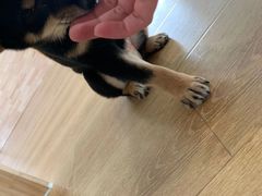 -柴犬小屋·柴餐厅·狗咖食堂(金鼎广场店)