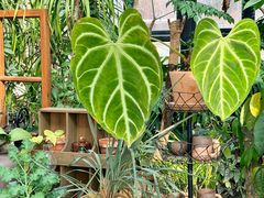 -北马山庄植趣咖啡