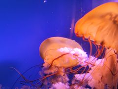 -太平洋海底世界