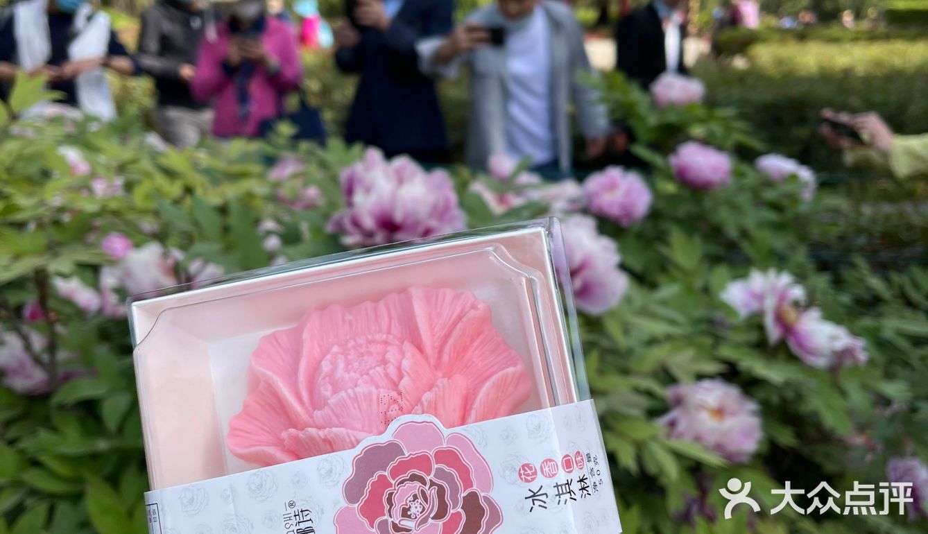 洛阳牡丹，当之无愧的花魁[亲亲][亲亲][亲亲]