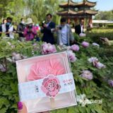 洛阳牡丹，当之无愧的花魁[亲亲][亲亲][亲亲]