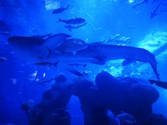 -成都浩海立方海洋公园