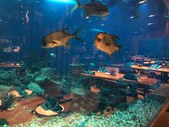 -海棠湾洲际-涛·海底餐厅·美人鱼·自助餐·海底隧道