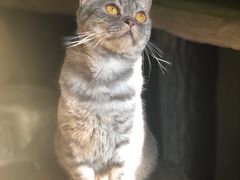 -猫猫幼稚园·撸猫·桌游·电玩