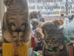 -平行世界·猫咖(首经贸店)