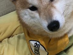 -逗柴咖啡屋·狗咖猫咖宠物桌游