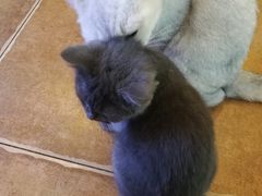 -李小姐の猫咖啡馆(五角场店)