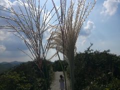 -大围山国家森林公园