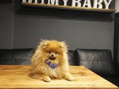 -百好乐宠物友好餐厅(朝外大街店)