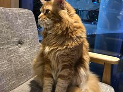 -藏猫猫咖啡主题馆(中央大道店)