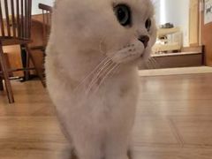 -有猫主题·治愈系猫咖(曾厝垵店)