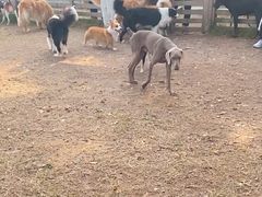 -趣多多宠物公园·宠物训犬学校·宠物寄养