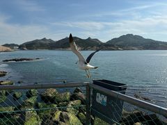 -西霞口神雕山野生动物世界