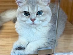 -猫十亿·布偶金渐层·曼基康矮脚猫舍(青年路店)
