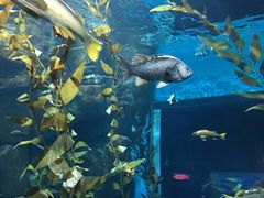 -瑞普利水族馆