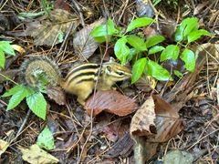 -五营红松林海景区