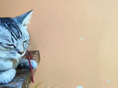 -猫岛主趣味餐厅(鼓浪屿店)