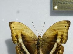 -上海昆虫博物馆