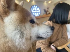 -柴犬小屋·柴餐厅·狗咖食堂(金鼎广场店)
