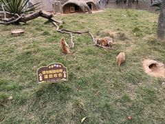 -灵玲国际马戏城