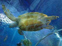 -上海海洋水族馆