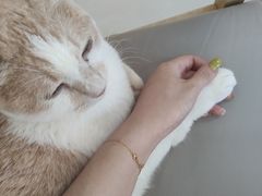 -鼓捣猫呢主题猫咖店