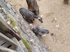 -昆明动物园