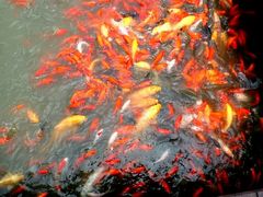 景点-白洋淀景区