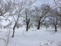 -大秃顶子山