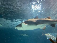 -上海海洋水族馆