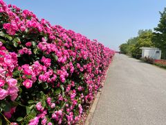 -上海滨江森林公园