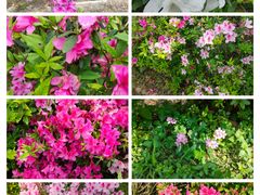 -梧桐山风景名胜区