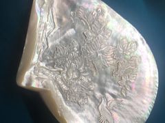 -青岛贝壳博物馆