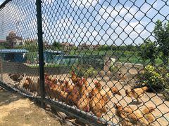 -上海崇明金茂凯悦酒店