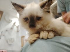 -楼上猫咖(罗湖店)